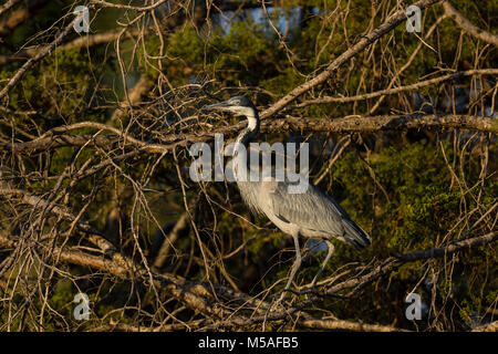 Black-headed Heron (Ardea Melanocephala) in einem Baum gehockt Stockfoto