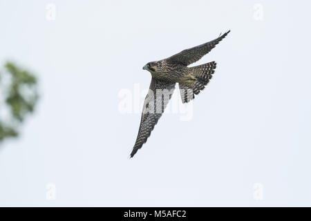 Wanderfalke (FALCO PEREGRINUS), juvenile Stockfoto