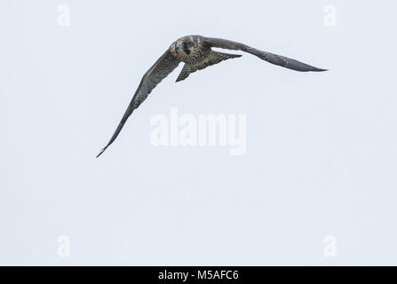 Wanderfalke (FALCO PEREGRINUS), juvenile Stockfoto