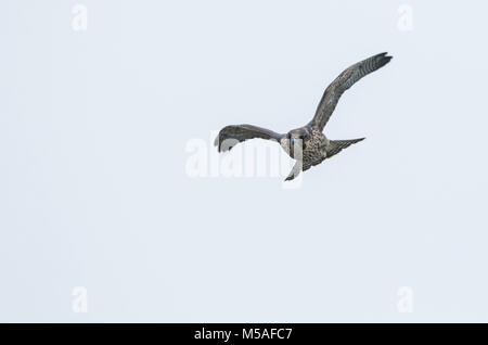 Wanderfalke (FALCO PEREGRINUS), juvenile Stockfoto