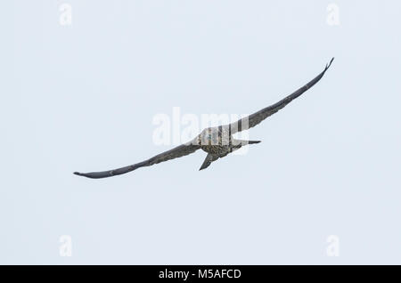 Wanderfalke (FALCO PEREGRINUS), juvenile Stockfoto