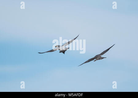 Wanderfalke (FALCO PEREGRINUS), für Erwachsene und Kinder Stockfoto