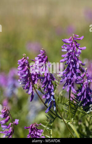 Blühende Fine-Leaved Wicke (Vicia Tenuifolia) Stockfoto