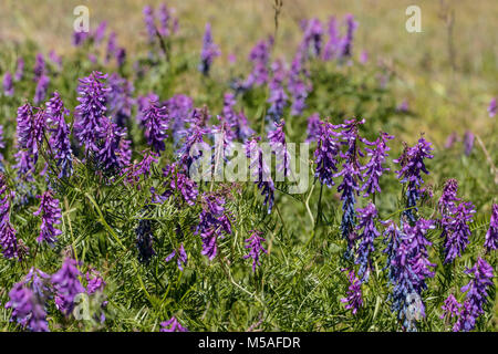 Blühende Fine-Leaved Wicke (Vicia Tenuifolia) Stockfoto