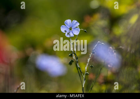 Asiatische Flachs (Linum austriacum) Blühende Stockfoto