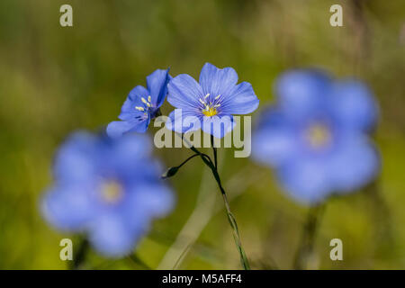 Asiatische Flachs (Linum austriacum) Blühende Stockfoto