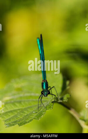 Schöne Demoiselle (Calopteryx Virgo), männlich Stockfoto