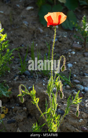 Blühende Cornmon Mohn (Papaver rhoeas) Stockfoto