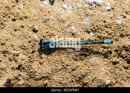 Gemeinsame Blau Damselfly (Enallagma cyathigerum), male auf dem Boden Stockfoto