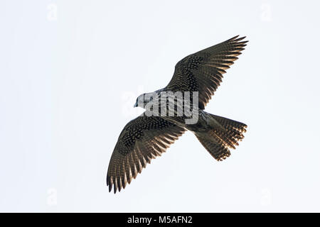 Gyr Falcon (Falco rusticolus) Jugendliche im Flug, Stockfoto