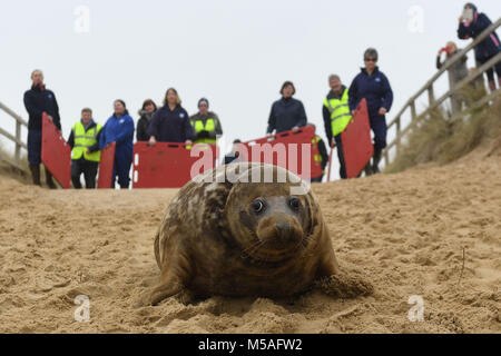 Ein grauer Dichtung Spitznamen Frau Frisbee zurück in die Wild at Horsey Lücke freigegeben wird in Norfolk. Stockfoto