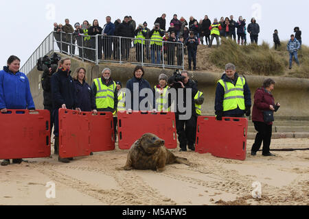 Ein grauer Dichtung Spitznamen Frau Frisbee zurück in die Wild at Horsey Lücke freigegeben wird in Norfolk. Stockfoto