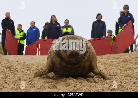 Ein grauer Dichtung Spitznamen Frau Frisbee zurück in die Wild at Horsey Lücke freigegeben wird in Norfolk. Stockfoto