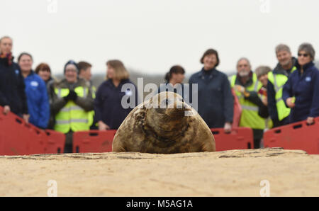 Ein grauer Dichtung Spitznamen Frau Frisbee zurück in die Wild at Horsey Lücke freigegeben wird in Norfolk. Stockfoto