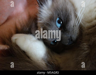 Eine wunderschöne Heilige Birma Katze erwacht aus ihrem Nickerchen, alle süß und flauschig Stockfoto