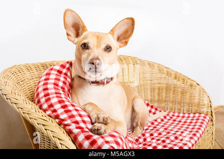 Kuschelig podenco Hund Ausruhen oder Entspannen auf der Decke im Bett im Schlafzimmer, krank, krank oder müde. Stockfoto