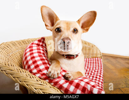 Kuschelig podenco Hund Ausruhen oder Entspannen auf der Decke im Bett im Schlafzimmer, krank, krank oder müde. Stockfoto