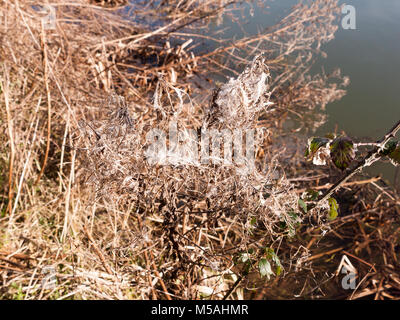 Nahaufnahme tot umbellifer Blume Pflanze Braun Stammzellen Seite des Fluss, Essex, England, Großbritannien Stockfoto