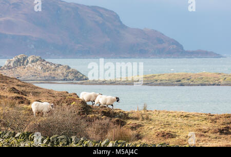 Blackface Schaf, Winter, Argyll und Bute, West Schottland, Vereinigtes Königreich, Großbritannien Stockfoto