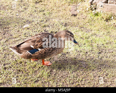 Braun weibliche Ente Stockente auf grünem Gras unter portrait Nahaufnahme, Essex, England, Großbritannien Stockfoto