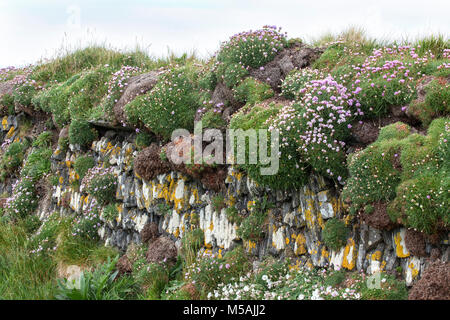 Trockenmauer, Ameria mariima, Sparsamkeit - Cornwall Stockfoto