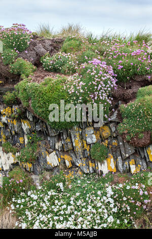 Trockenmauer mit Ameria maritima, Sparsamkeit, Sparsamkeit, Meer Campion - Cornwall Stockfoto