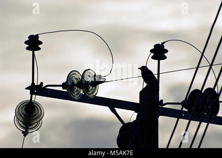 Silhouette Bild von Dohle thront auf einem telegrafenmast bei wenig Licht am frühen Abend. Stockfoto