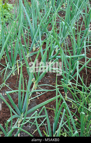 Zwiebeln, setzt Allium Cepa Vielzahl Sturon aus Zwiebel gewachsen in einem Gemüsegarten. Stockfoto