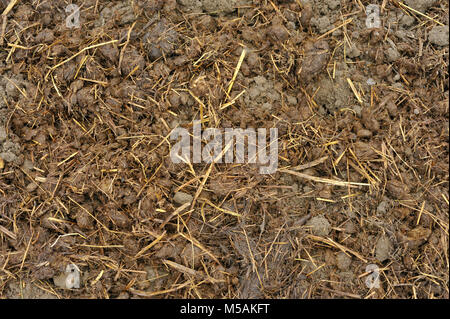 Pferdemist mit Stroh Betten verteilt auf den Boden im Herbst, oder im Herbst, Bio-Kompost Material und Fruchtbarkeit zu einem Gemüsegarten hinzuzufügen. Stockfoto