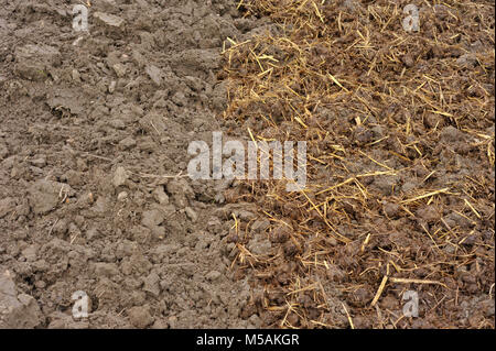 Pferdemist mit Stroh Betten verteilt auf den Boden im Herbst, oder im Herbst, Bio-Kompost Material und Fruchtbarkeit zu einem Gemüsegarten hinzuzufügen. Stockfoto