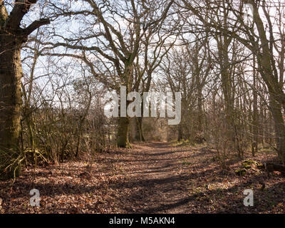 Blick auf die Bäume im Frühjahr Wald Weg durch schlammigen leer, Essex, England, Großbritannien Stockfoto