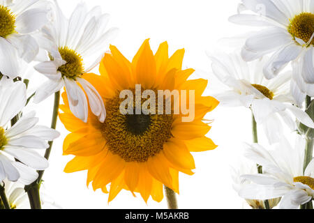 Bunte kleine Sonnenblume und weißen Blumen mit Hintergrundbeleuchtung mit einem weißen Hintergrund. Stockfoto