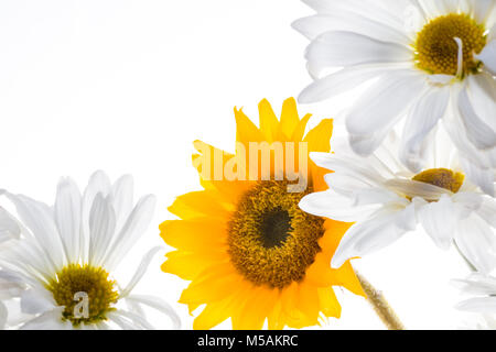 Bunte kleine Sonnenblume und weißen Blumen mit Hintergrundbeleuchtung mit einem weißen Hintergrund. Stockfoto