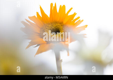 Bunte kleine Sonnenblume und weißen Blumen mit Hintergrundbeleuchtung mit einem weißen Hintergrund. Stockfoto