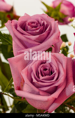 In der Nähe von zwei Rosen Stockfoto