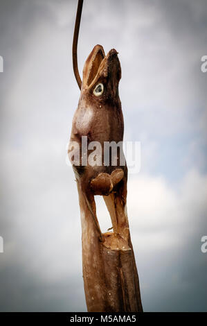 Aal austrocknen in der Luft auf einem Haken an der Küste in der Nähe von der Hütte. Stockfoto