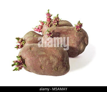 Vier sprießende Kartoffeln gegen einen weißen Hintergrund, Sorte mit roten Rinde Stockfoto