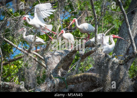 Amerikanische weiße Ibisse thront in einem spanischen Moos bedeckt Baum am Ufer des St. Johns River in zentralem Florida in der Nähe von Blue Spring State Park. Stockfoto