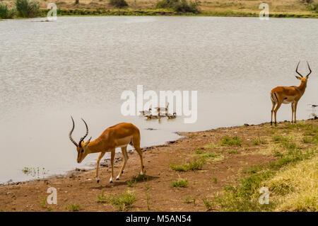 Impala am Rand von einem Wasserloch mit Enten und andere Vögel in Nairobi Kenia Park Stockfoto