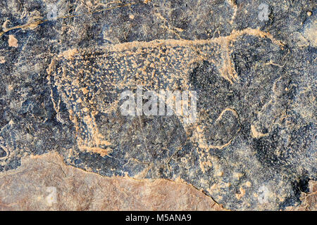 Prähistorische Sahara Petroglyph Kunst Felszeichnungen von Rindern von einer Site 20km östlich von Taouz, Süd-Ost-Marokko Stockfoto