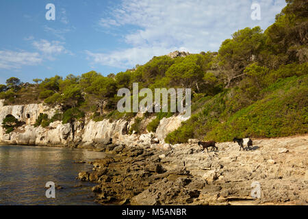 Wilde Ziegen in Cala Macarella Menorca, Balearen, Spanien Stockfoto