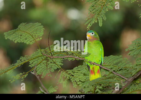 Yellow-billed Amazon Papagei (Amazona collaria) anfällig, endemisch auf Jamaika, wild Stockfoto