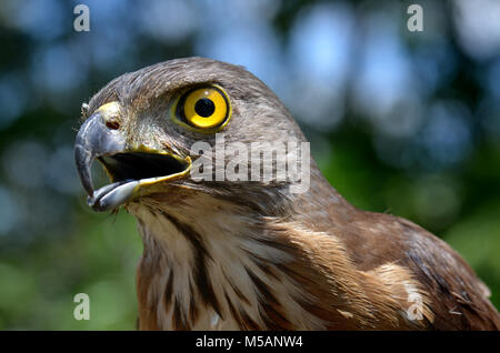 Kleine wechselbare Hawk Eagle, Crested Hawk-Eagle im Freien sun Beleuchtung. Stockfoto