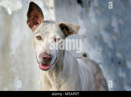 Das Porträt Gefühl der Straße Hund in Thailand Foto in outdoor Sonnenuntergang Beleuchtung zu wundern. Stockfoto