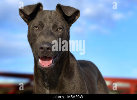 Das Porträt Lächeln Gefühl der Straße Hund in Thailand Foto in outdoor Sonnenuntergang Beleuchtung. Stockfoto