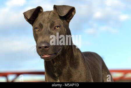 Das Porträt Gefühl der Straße Hund in Thailand Foto in outdoor Sonnenuntergang Beleuchtung. Stockfoto
