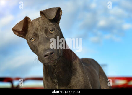 Das Porträt Gefühl der Straße Hund in Thailand Foto in outdoor Sonnenuntergang Beleuchtung zu wundern. Stockfoto