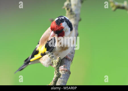 Porträt einer Goldfinch hocken auf einem Zweig Stockfoto