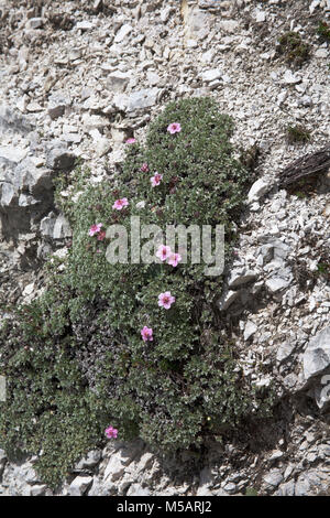 Rosa Cinquefoil wächst an Berghängen oberhalb des Grödnertales Die Dolomiten Südtirol Italien Stockfoto