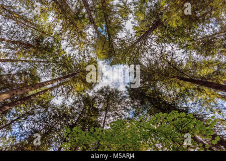 Schießen von unten nach oben auf die grüne Bäume mit Kronen am blauen Himmel mit weißen Wolken in einem hellen Frühling Stockfoto